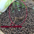 绿茶种子 茶种子 茶树种子 茶叶种子茶树籽绿茶籽 茶花种子德资 碧螺春种子/一斤