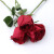 旭力卡罗拉 红玫瑰花苗 黑玫瑰花卉观花植物阳台盆栽大花月季 新娘深红色玫瑰 不含盆