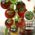 禹知蔬黑番茄苗种子种苗小西红柿苗家庭种植圣女果四季树苗春季 小黑珍珠番茄苗12棵