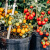 七流婉塔莎的花园 番茄苗矮生甜百万果蔬四季栽种阳台盆栽种苗多年生 紫色切诺基V7番茄苗 主播 带盆栽好