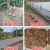 塑料网格防护养殖菜园栅栏户外拦鸡网子圈玉米漏粪脚垫养鸡围栏网 12米高20厚3厘米孔50米长