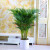 蝶遇蝶遇散尾葵盆栽室内客厅大型绿植夏威夷花卉 散尾葵1.7到1.9米高度左右 含塑料盆