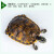 秋颖火焰龟乌龟宽纹红黄腹火焰深水缸混养龟乌龟长寿龟观赏宠物龟素食 3.3斤-3.6斤 可爱 一只