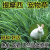 瑞蔬源猫尾草种子牧草种子提摩西草籽兔子多年生宠物草种子/猫尾草0.5kg