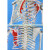 170cm人体骨骼模型椎间盘神经肌肉韧带骨架成人小白骷髅教学脊椎 170CM骨架（无神经）