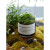 喵小杏微景观生态瓶生态瓶青苔苔藓微景观绿植物盆栽鲜活创意小盆景桌面 牧马