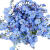 卓天（ZHUOTIAN）花种子花籽四季种易活开花不断室内阳台盆栽观花卉鲜花种子 六倍利500粒+肥