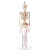 山顶松 人体骨骼模型 骨架人体模型 成人小骷髅教学模型脊椎全身 85CM立式无椎间盘神经 1副 