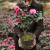 中梦茶梅树苗品种昭和茶梅花苗绿植物盆景花卉 财神3年苗(30厘米左右) 不含盆