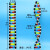 大号双螺旋结构模型拼接遗传基因和变异初高中化学生物实验器材教具教学演示版物理分子结 DNA双螺旋结构模型(中号)