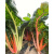 彩虹甜菜种子蔬菜种子牛皮菜特菜观赏彩色甜菜种孑种籽春秋四季冬 彩虹甜菜3克(约160粒)