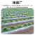 星爸地膜农用白膜保温保湿蔬菜大棚种植防草地膜耐拉扯塑料膜0.6m宽600m长4.8斤