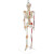 FACEMINI WY-21 85CM软挂骨骼合集 人体骨骼模型医学教学器材用具 全身写色标数字（喷塑） 规格 48h 