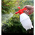 米茨 手压式喷壶 GPH04 喷水壶清洁工具手动气压消毒高压加厚喷壶 红白800ml（一个装）
