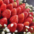 花锦集草莓花束水果鲜花送女友生日礼物情人节女神老婆车厘子同城配送 33颗草莓满天星花束-O款