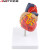 安达通 实验室教学1:1人体心脏解剖模型 B超彩超可拆卸心脏医学教学模型 E自然大搭桥+血栓（34标识） 77637