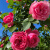 墨一藤本月季爬墙玫瑰蔷薇庭院四季开花 粉色达芬奇1-1.2M 源头直发