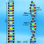 定制大号DNA双螺旋结构模型拼接遗传基因和变异diy初高中化学生物 DNA双螺旋结构模型(小号)