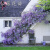 紫藤花树苗庭院围墙爬藤植物苗南方北方种植盆栽地栽当年开花 紫葡萄 2年苗