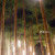 定制适用于LED景观竹竿竹节灯户外防水毛竹灯庭院景区公园广场别墅氛围夜灯 直径50高2.4米