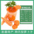 神内（GINNAI） 胡萝卜汁新疆特产石河子大学绿色食品轻断食代餐 胡萝卜汁238ml*10瓶