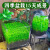西洲曲鱼缸水草种子生态玻璃瓶造景套餐植物种籽孑水培阴性真草盆栽装饰 大对叶1万粒+1包营养液