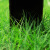 兰诗 WS1007 四季青草坪种子护坡草籽地毯草实验田实验种子  马尼拉2斤【工程绿化】