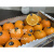 桃清安西班牙进口橙子BOLLO宝露麻袋橙公主橙新鲜水果孕妇水果多省 10斤 85mm及以上