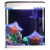 梦茜儿（MEXEMINA）海星活宠物活体海水观赏翻砂小宠活物活的小型水族海盘车水母鱼缸 活体海星(三只)
