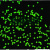 单分散 聚苯乙烯荧光微球 红色 绿色荧光微球 生物试剂 科研 绿色荧光微球 20m 1 mL(10 m