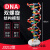 DNA双螺旋结构模型大号高中模型60cmJ33306脱氧核苷酸链分子结构 DNA双螺旋结构模型(60cm高)