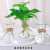 透明花盆  创意简约玻璃花瓶透明水培绿萝植物花瓶花盆风信子插花瓶客厅摆件 (小贴标3个)烟灰色 中等