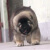 萌幻蜜语快汪 高加索幼犬活体宠物纯种巨型犬捷克狼犬 支持视频选宠包售后 宠物级 -高品质 公