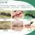 中部工品 白蚁蚂蚁杀虫剂 饵剂植物灭剂100g 单位:袋 100g 
