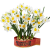 花点时间（Reflower）水仙花盆栽绿植室内植物花卉春节新年礼物装饰品摆件
