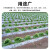 星爸地膜农用白膜保温保湿蔬菜大棚种植防草地膜耐拉扯塑料薄膜0.6m宽2000m20斤