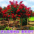 幕篱紫薇树苗美国红火箭盆栽室外庭院花卉植物绿化丛生老桩紫薇花树苗 红火球 8公分粗