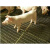 定制网猪网钢丝网片垫底网养猪羊羊猪底羊底钢筋轧花猪床漏粪 粗6毫米*孔1x5厘米1.7米x2.1米