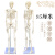樵牧人  人体骨骼模型 骨架人体模型 成人小骷髅教学模型脊椎全身 85CM立式无椎间盘神经 1副 