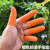 防滑手指套劳保工业乳胶手套耐磨橙色白色麻点一次性乳胶橡胶防护 白色麻点指套L码(100个/包)