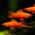 胎生鱼红剑鱼新手鱼易养活易繁殖观赏鱼热带红箭鱼怀孕鱼包活剑尾 高旗红箭30条（3-5厘米）