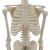 谋福 45CM骨骼模型 医学教学模型器材 人体骨骼模型教学医疗器材 （45cm人体模型） 