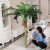 画尚（HALSANR）假树仿真树室内装饰葵树盆栽大型绿植客厅室内花落地植物假椰子树 1.8米单杆椰子树(不含盆)