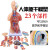 山顶松 人体躯干解剖模型 器官可拆卸 医学教学心脏 内脏模型玩具 28CM无性躯干（可拆15件） 