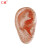 仁模RM-514A按摩耳17CM按摩耳朵模型耳部穴位模型耳穴模型耳朵17cm头部耳朵模型