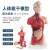 钢骑士 人体躯干解剖模型 器官可拆卸医学教学心脏内脏模型 45CM两性躯干（可拆23件） 