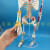 85cm人体骨骼模型骨架人体模型 成人小骷髅教学模型 脊椎全身模型 C款85CM立式骨骼带椎间盘神经
