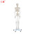 仁模RM-101人体骨骼模型180CM全身1:1人体骨骼模型成人直立骨架骨头可折卸