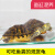 钱隆宠深水乌龟活物冷水长寿龟家养宠物观赏小乌龟一对黄耳龟吃粪淡水 3-4厘米 幸福（2只）