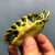 钱隆宠深水乌龟活物冷水长寿龟家养宠物观赏小乌龟一对黄耳龟吃粪淡水 3-4厘米 幸福（2只）